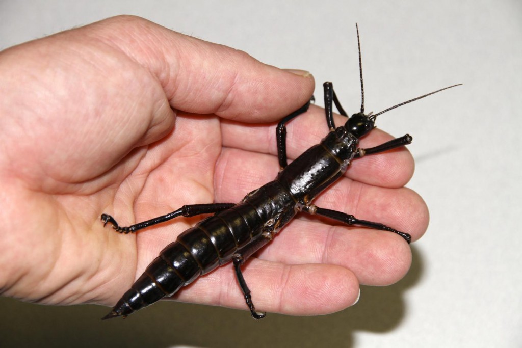 These Giant Stick Insects Never Disappeared, Genetic Tests Confirm