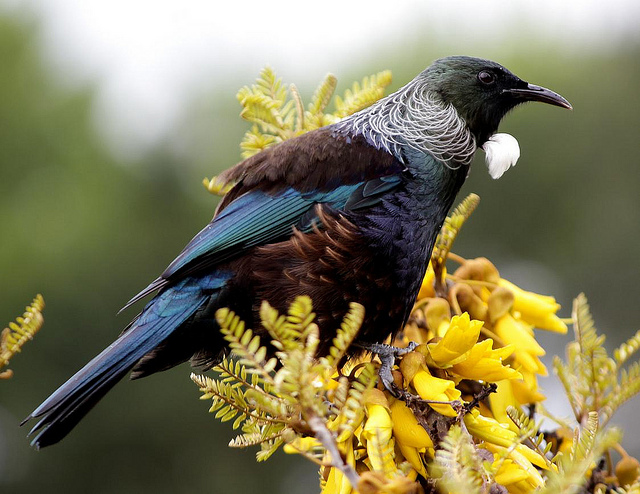New Zealand Songbirds Attack Rivals That Sing Pretty Songs