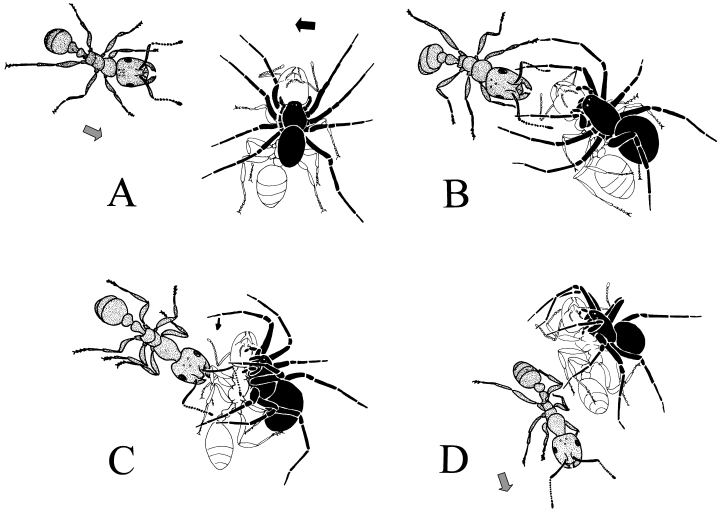 How a Zotarion spider tricks ants. A) the spider turns to face it the approaching ant; (B) spider taps ant's antennae; (C) spider raises corpse; (D) ant moves away. Figure 6 from Pekár and Křál, 2002