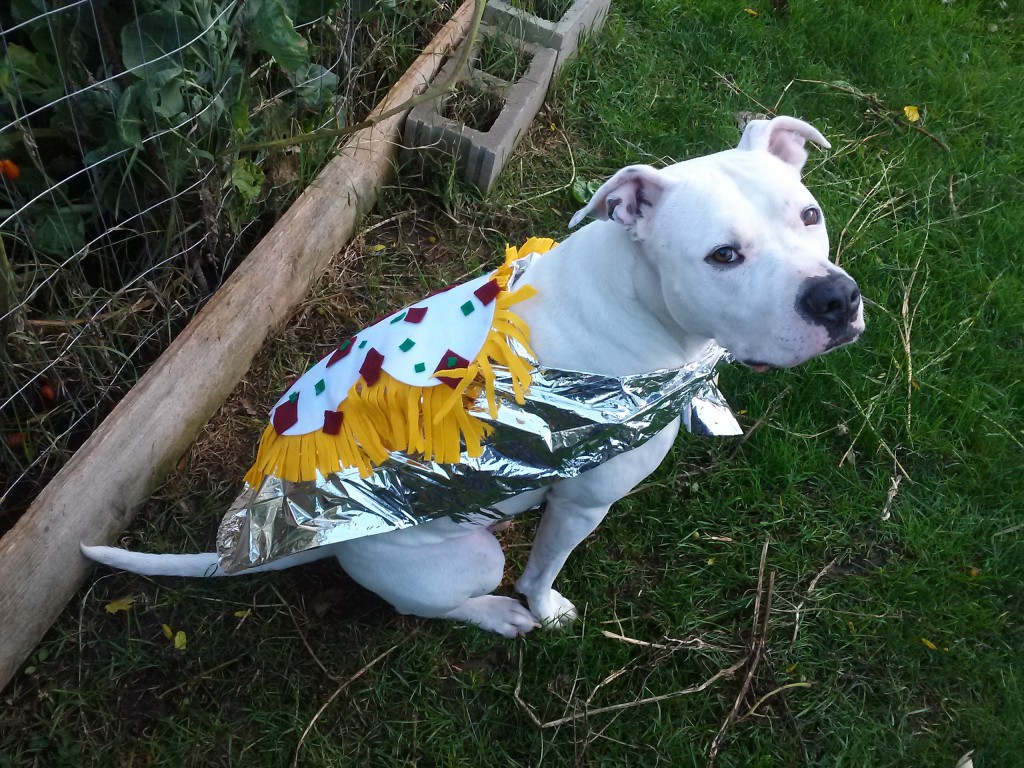Pretty sure my dog is saying "I do not appreciate being dressed as a fully loaded baked potato."