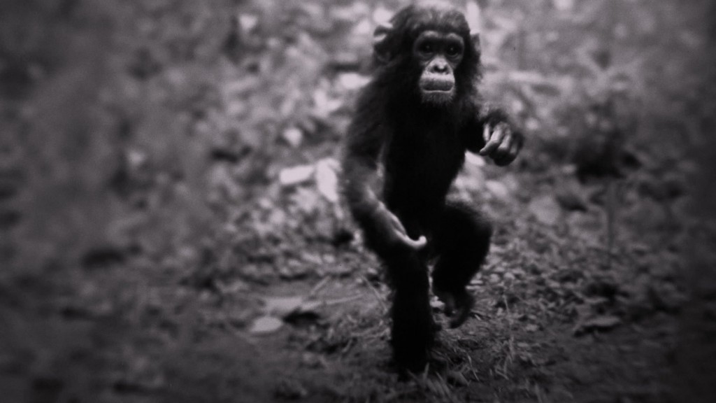 Flint, a young chimp at Gombe, is one of the many primate stars of Jane. (Credit: Hugo van Lawick/National Geographic)