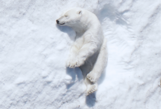 Drones Are Keeping Watch on the Arctic's Polar Bear Population