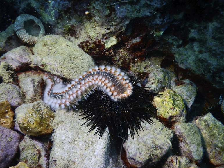 Worms Eat Impenetrable Sea Urchins by Crawling into Their Mouths