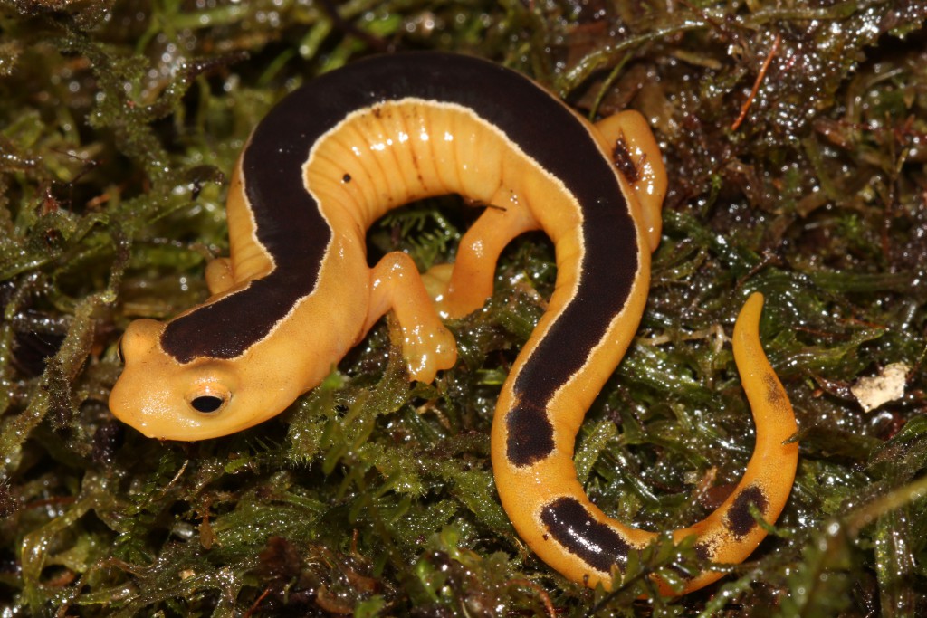 Boo! Lost Salamander Reappears, Dressed for Halloween