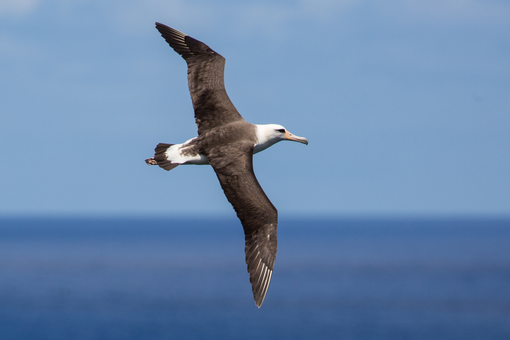 Albatross Teaches Drones the Art of Marathon Flights