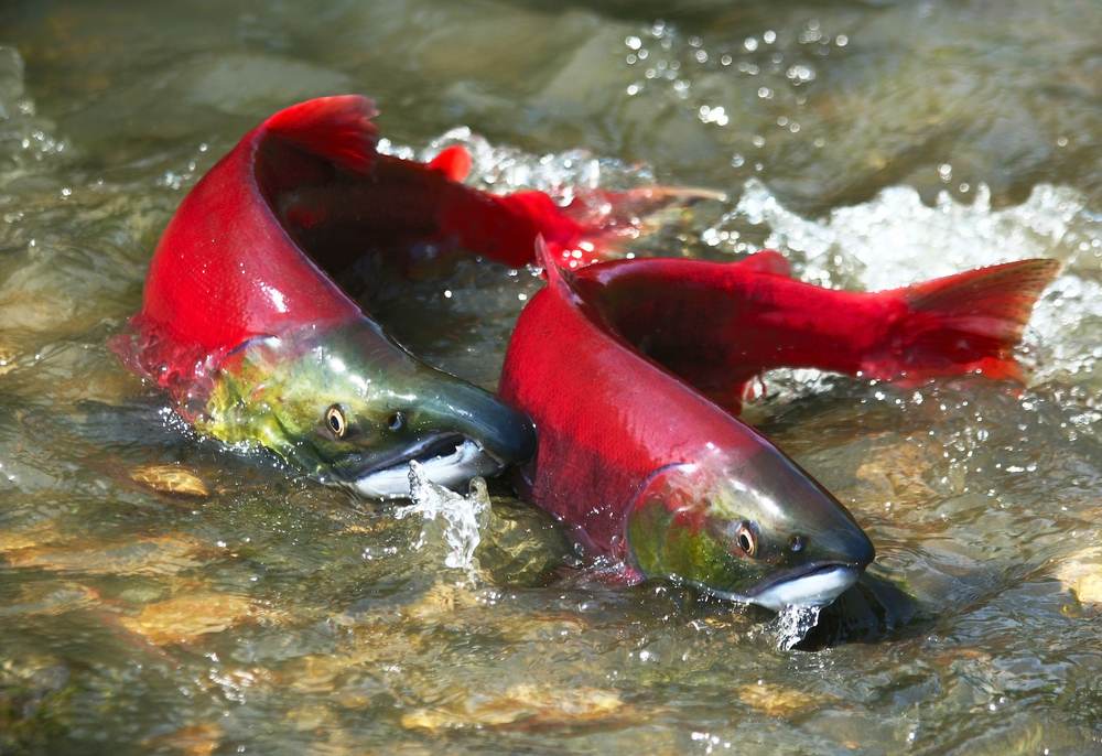 Salmon Sex Reshapes Rivers