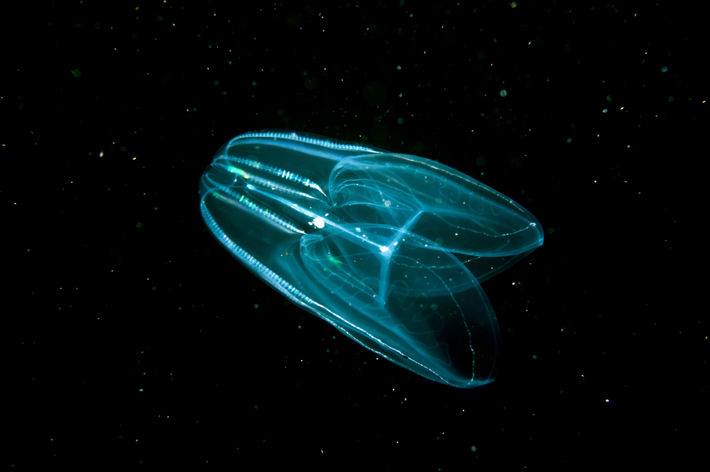 Meet the Comb Jelly, the Sister Species of All Animals