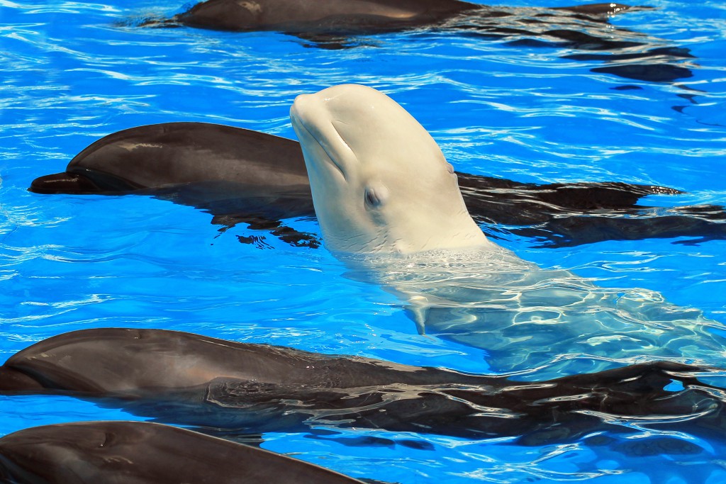 Beluga Living with Dolphins Swaps Her Calls for Theirs