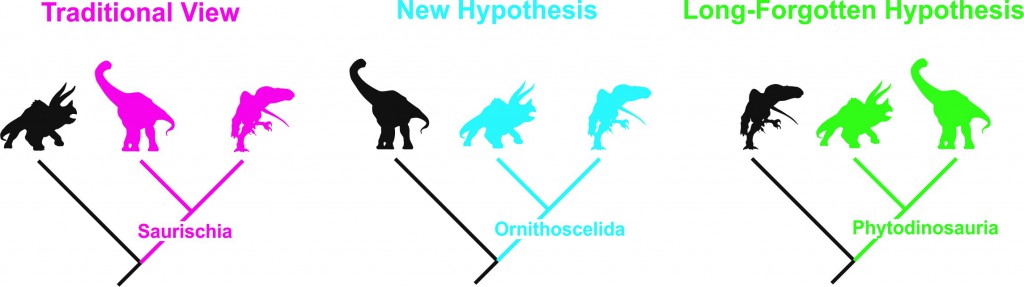 This isn't paleontology's first time to the revision rodeo. In addition to the traditional dinosaur family tree (color) and the recent proposed revision (blue), the field has previously toyed with a third version (green). (Credit Max Langer)