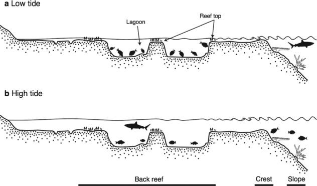 A diagram of the shallow lagoons studied. Figure 1 a and b from Rasher et al. 2017. 