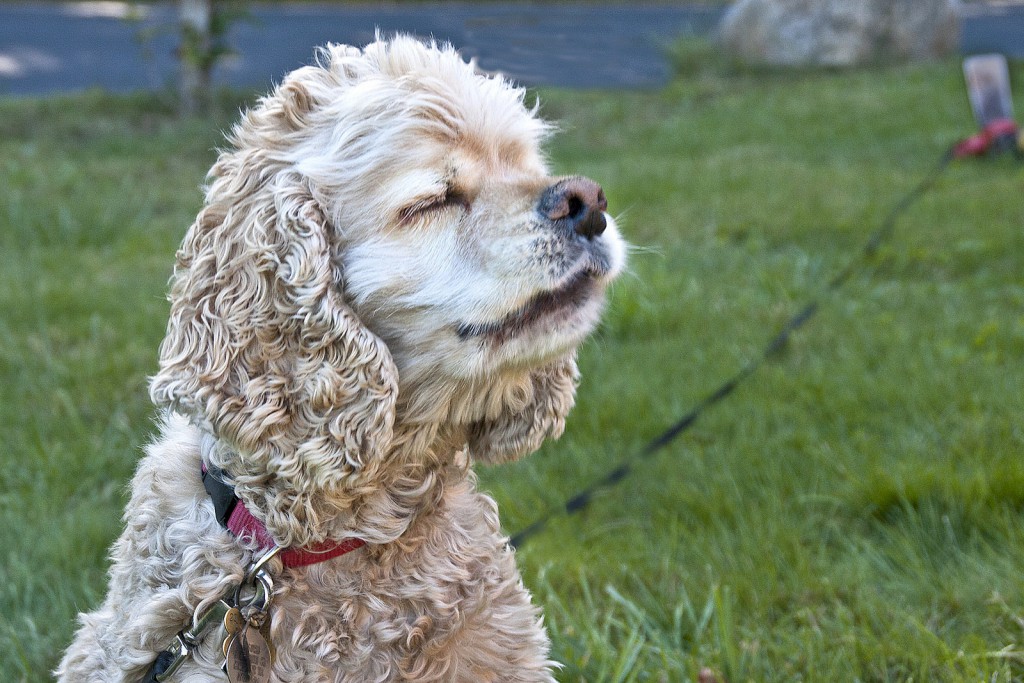 Yes, dogs really can smell fear (and happiness).