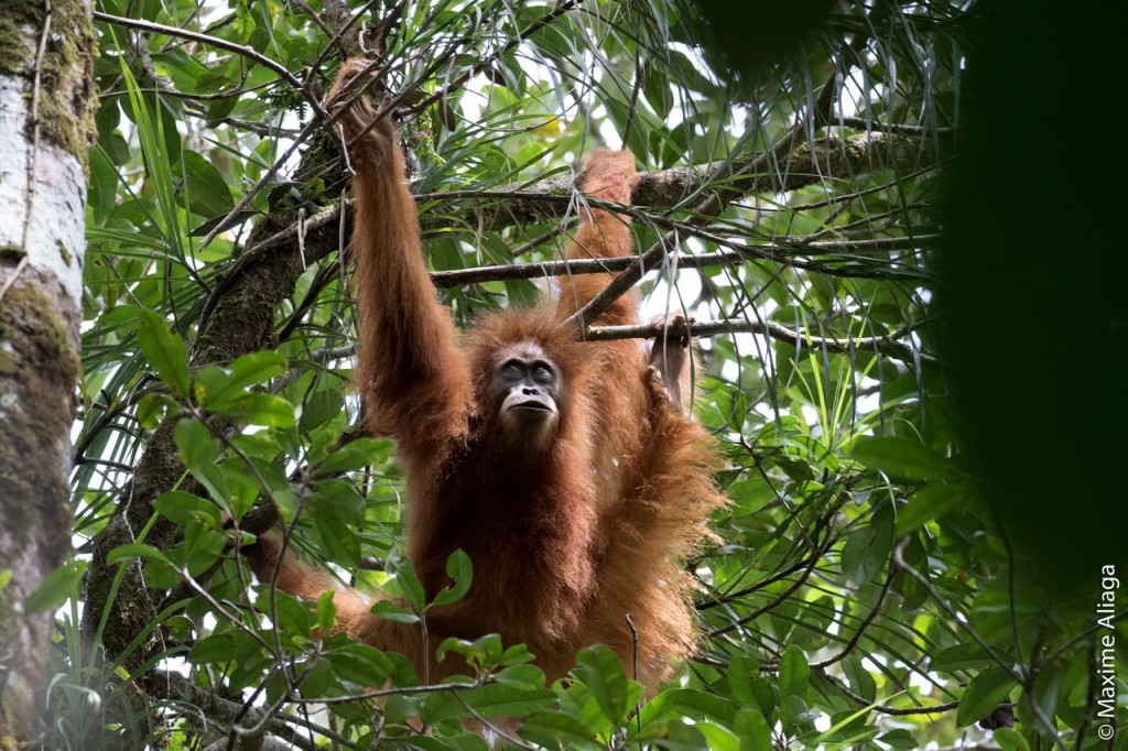 Newly Discovered Orangutan Species May Soon Be Extinct