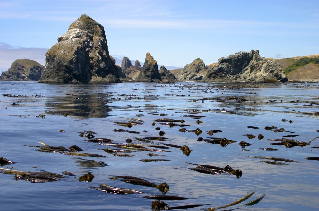 Did the First Americans Arrive Via A Kelp Highway?