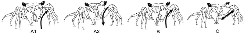 The steps of a stridulating mangrove crab. Figure 4 from Boon et al. 2009