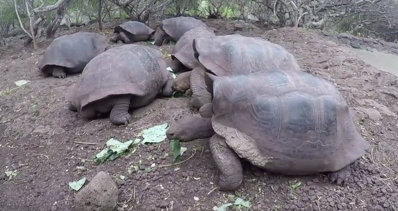 Shell Shape Helps Tortoises Get Up