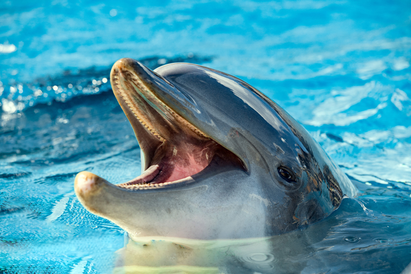 Signatures of Alzheimer's Disease Discovered in Dolphins