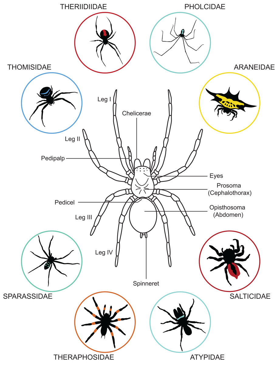 General anatomy of a spider and variation in body forms. Figure 1 from Mammola et al. 2017