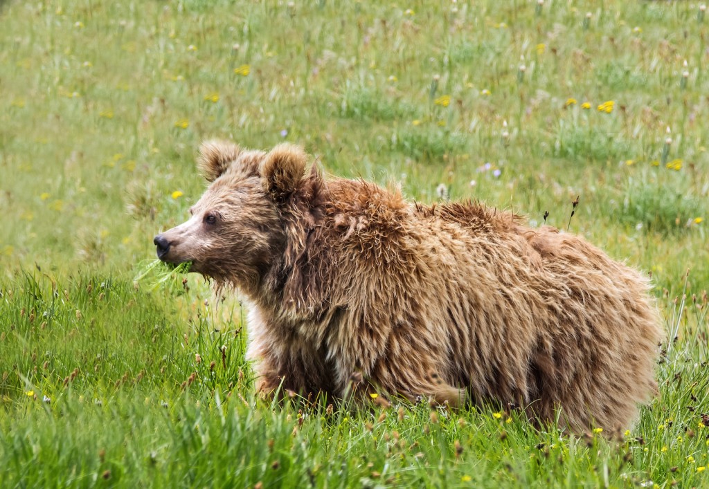 The Himalayan brown bear has long been associated with Yeti lore by local populations, and genetic analysis, er, bears out that link. (Credit Abdullah Khan, Snow Leopard Foundation)