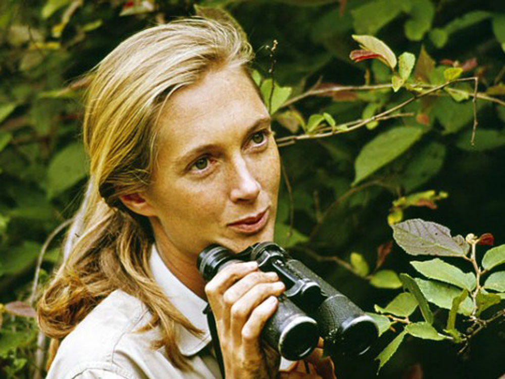 Jane Goodall, Redux