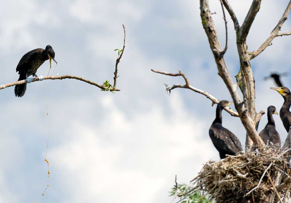 Darwin Was Right About Bird Vomit