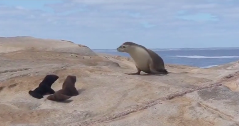 Stuffed Animals Help Scientists Learn How Sea Lion Moms Recognize Their Babies