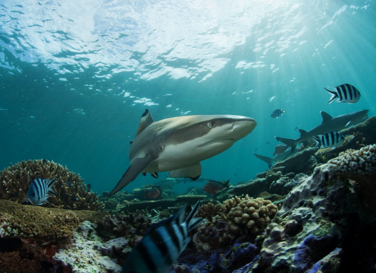 Sharks Terrorize Reef Fish In The Shallows, Changing When And Where They Eat Seaweeds