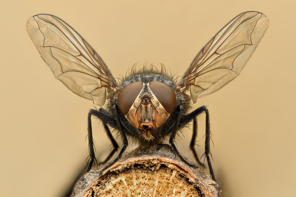 Fruit Fly Brains Could Help Serve You Better Content