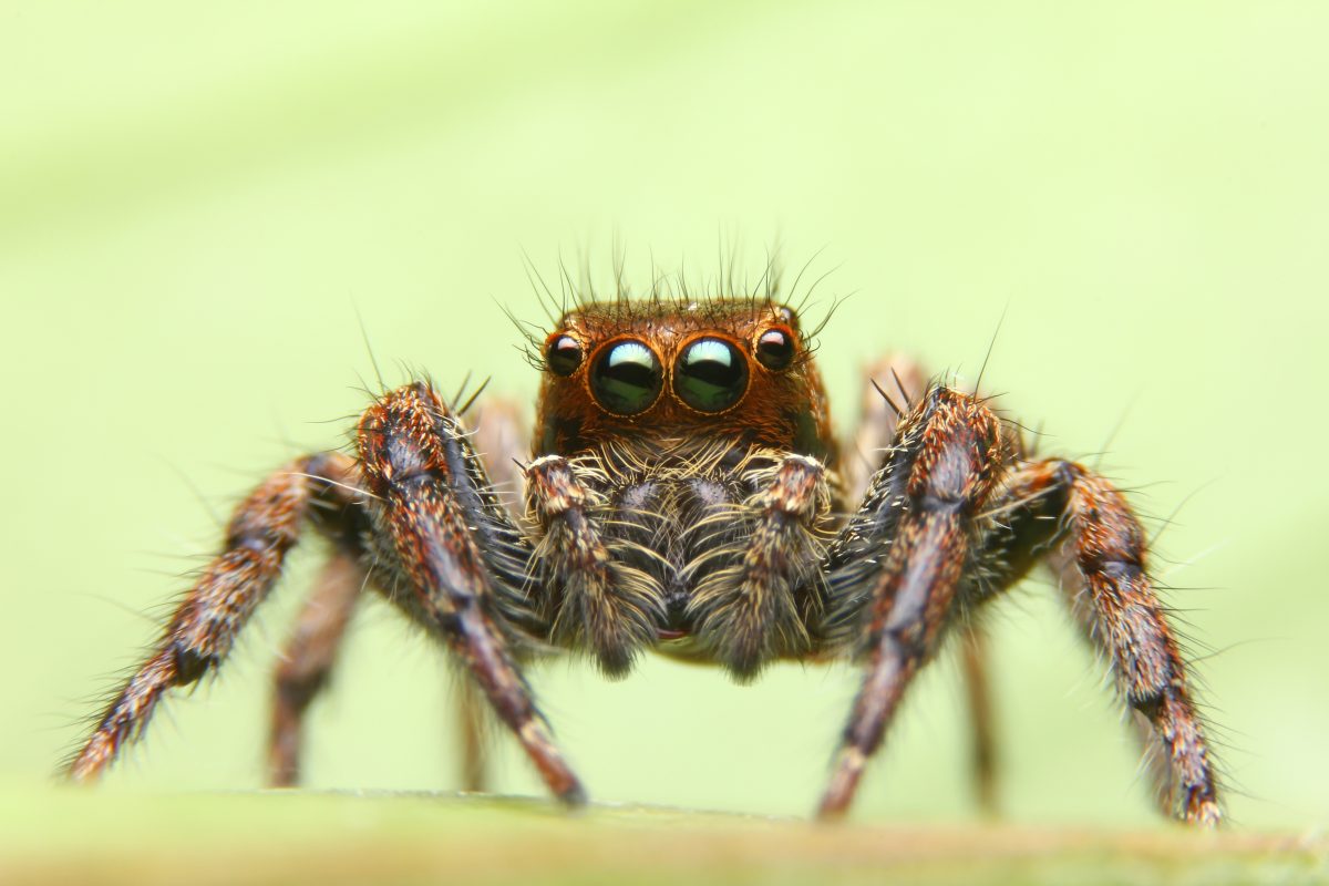 From Longest Name to Loudest Sound, Scientists Catalog Over 100 Spider World Records