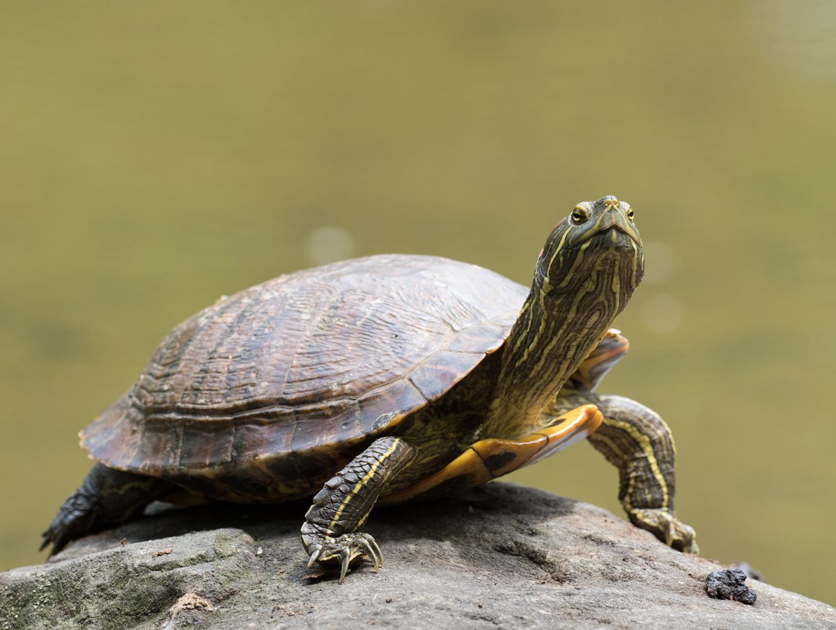 Turtles Survive Frigid Hibernations By Breathing Through Their Butts