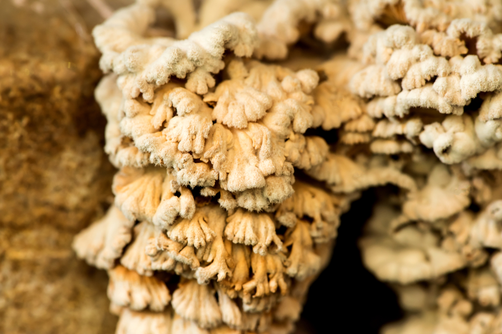 Why This Fungus Has Over 20,000 Genders
