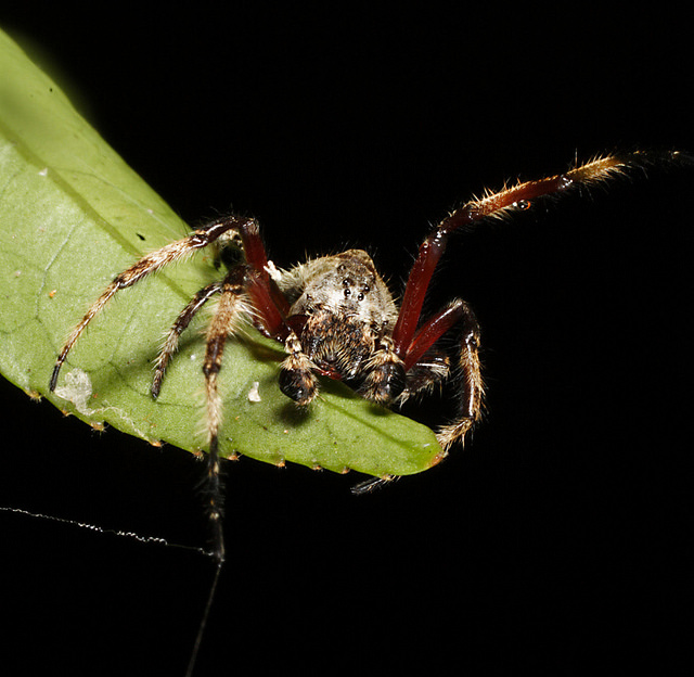 Flashback Friday: Scientists catch male spiders giving oral sex.