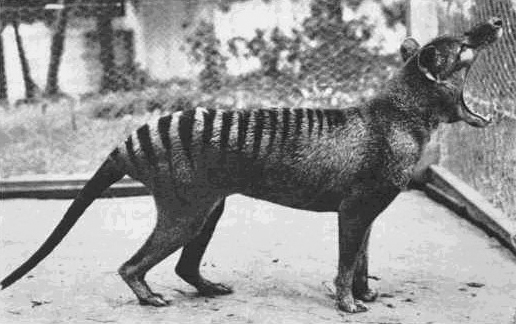 Was The Thylacine Doomed Even Before Humans Arrived in Australia?