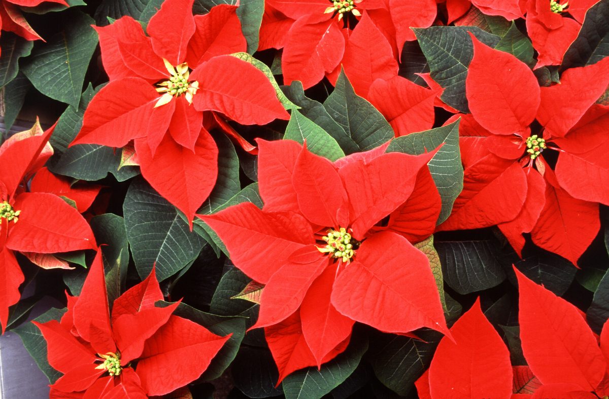 Evolutionary Quirks Helped Poinsettias Rule the Holidays