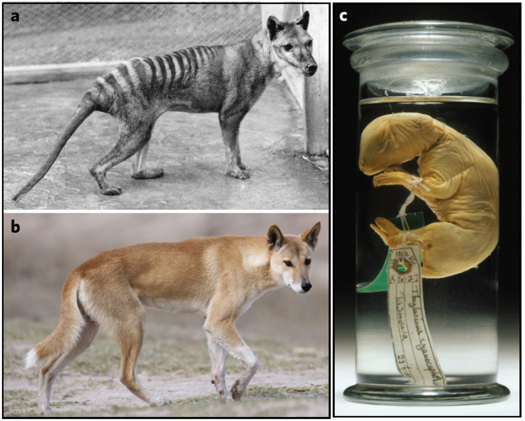 The thylacine (a) bears remarkable similarities in general appearance to the dingo (b) (which likely played a significant role in the former's demise from the Australian mainland 3,000 years ago). Today's study sampled DNA from a "pouch young" thylacine that was preserved in alcohol for more than a century (c). (Credit: Feingin et al, 2017)