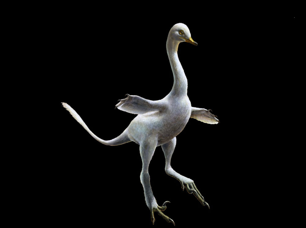 Duck, Duck, Dinosaur! Meet Halszkaraptor, A Mongolian Mash-Up