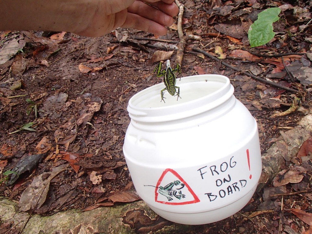 frog bucket