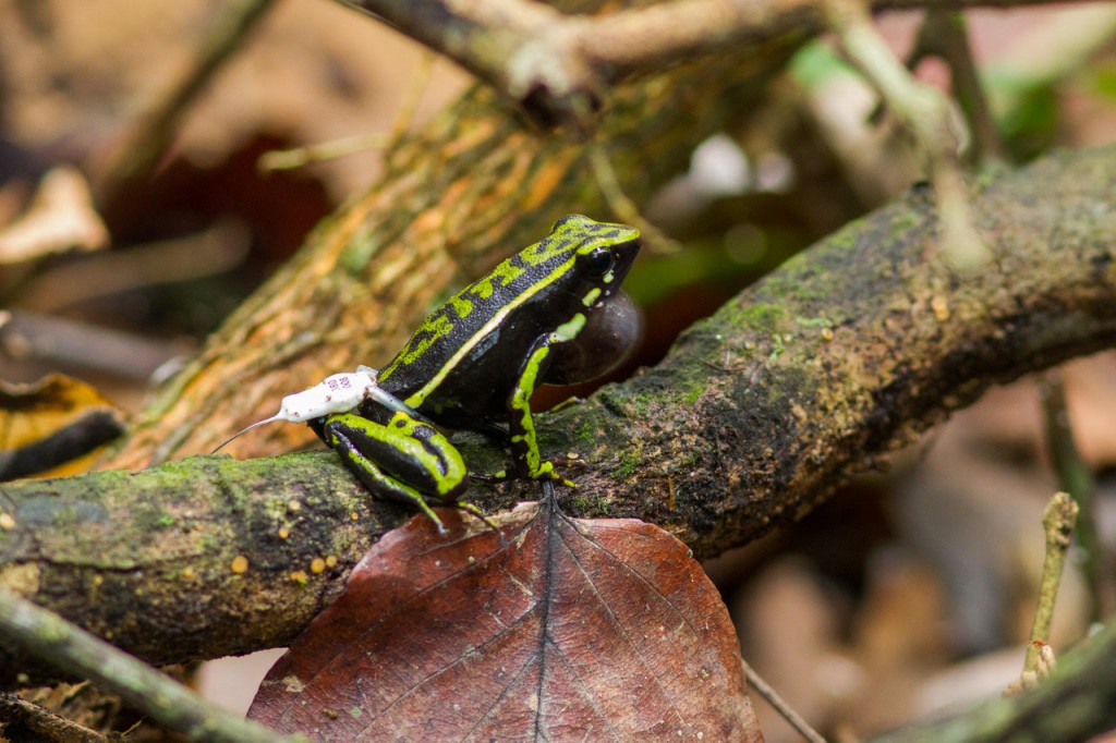 Poison Frog's Homing Skills Baffle Scientists