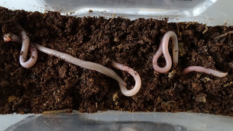 Good News! Worms Make Babies in 'Martian' Soil
