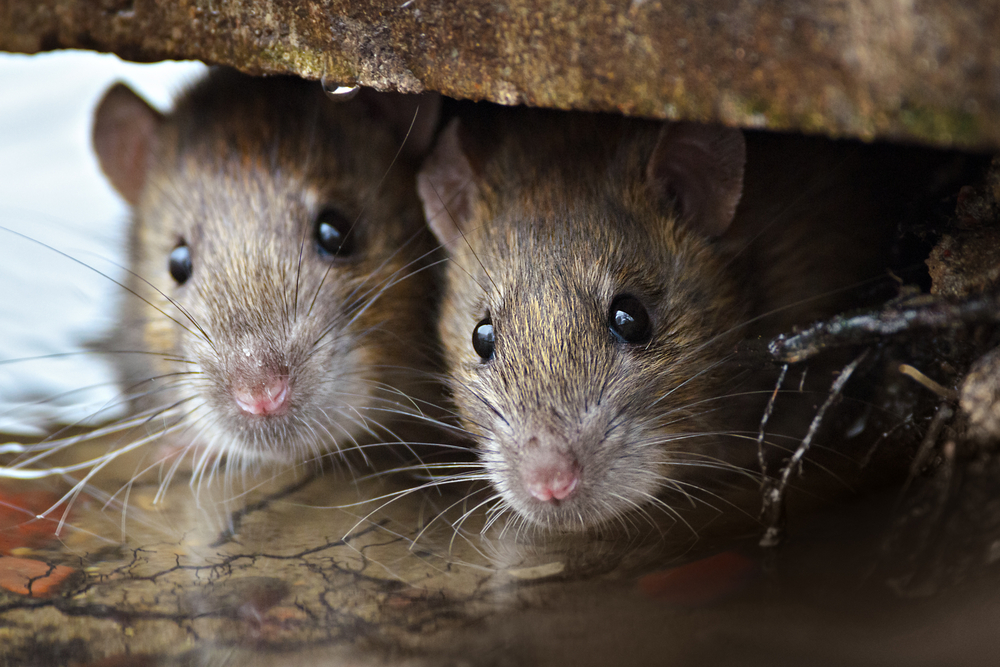 'Uptown' and 'Downtown' NYC Rats Are Genetically Distinct
