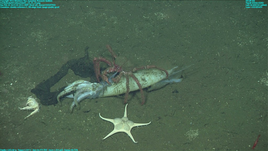 Dead Squid Moms Are a Gift to the Ocean Floor