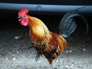 Flashback Friday: Chickens prefer beautiful humans.