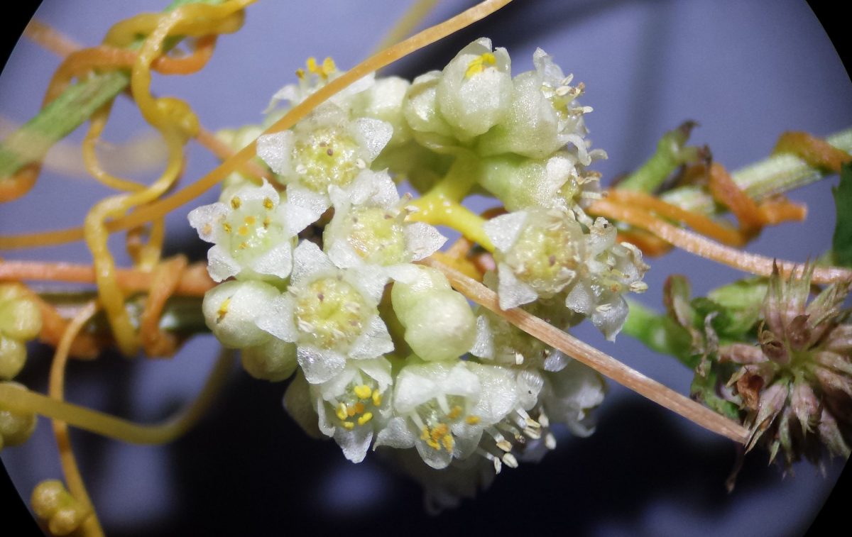 Floral Hackers: Plant Parasites Use MicroRNAs to Shut Down Host Genes