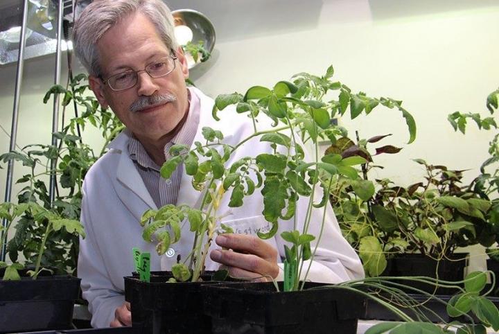 Jim Westwood, professor of plant pathology, physiology, and weed science, examines dodder. Photo Credit: Virginia Tech