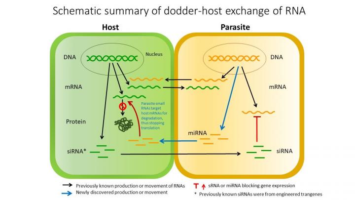 The mechanism dodders use to silence their hosts genes. Figure Credit: Virginia Tech