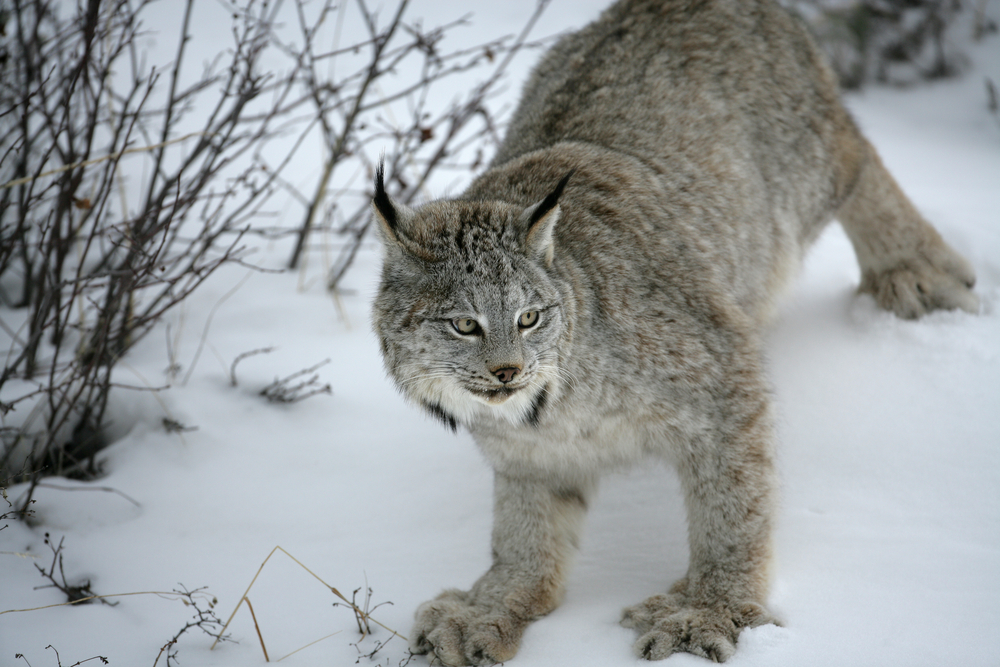 Seeing Red: Biologist Stares Down Predator in the Backcountry