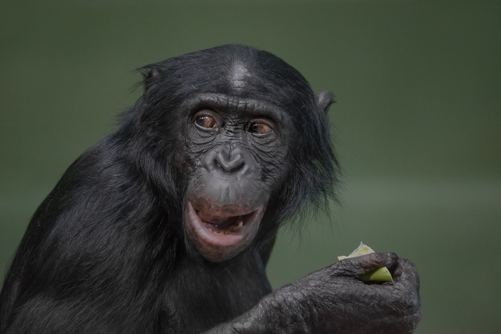 In the Eyes of Bonobos, Bullies Rule