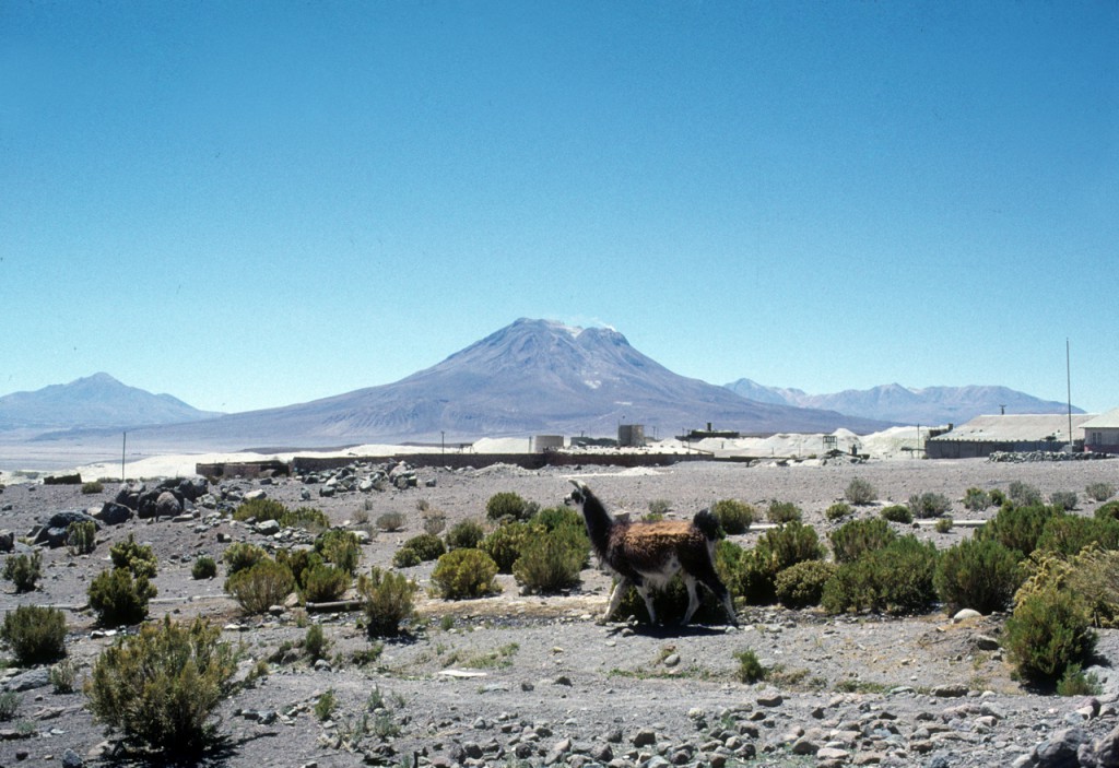 A visit from a local resident while we were in Amincha. The volcano in the background is Ollague, with a wispy steam vent near the summit. Erik Klemetti