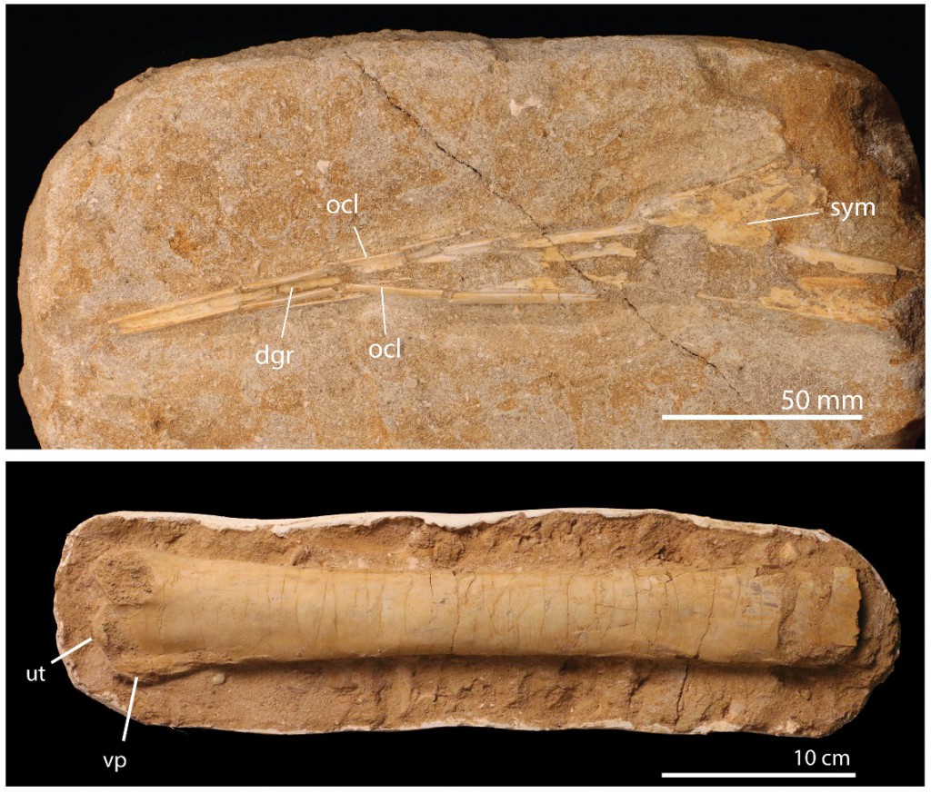 Some of the pterosaur bones analyzed in today's study tktktktk (Credit pbio.2001663)