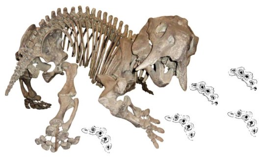 Pentasaurus goggai, the Late Triassic dicynodont from South Africa that many paleontologists thought couldn't be. It was, and has been sitting on a museum shelf for more than a century. (Credit Christian Kammerer)