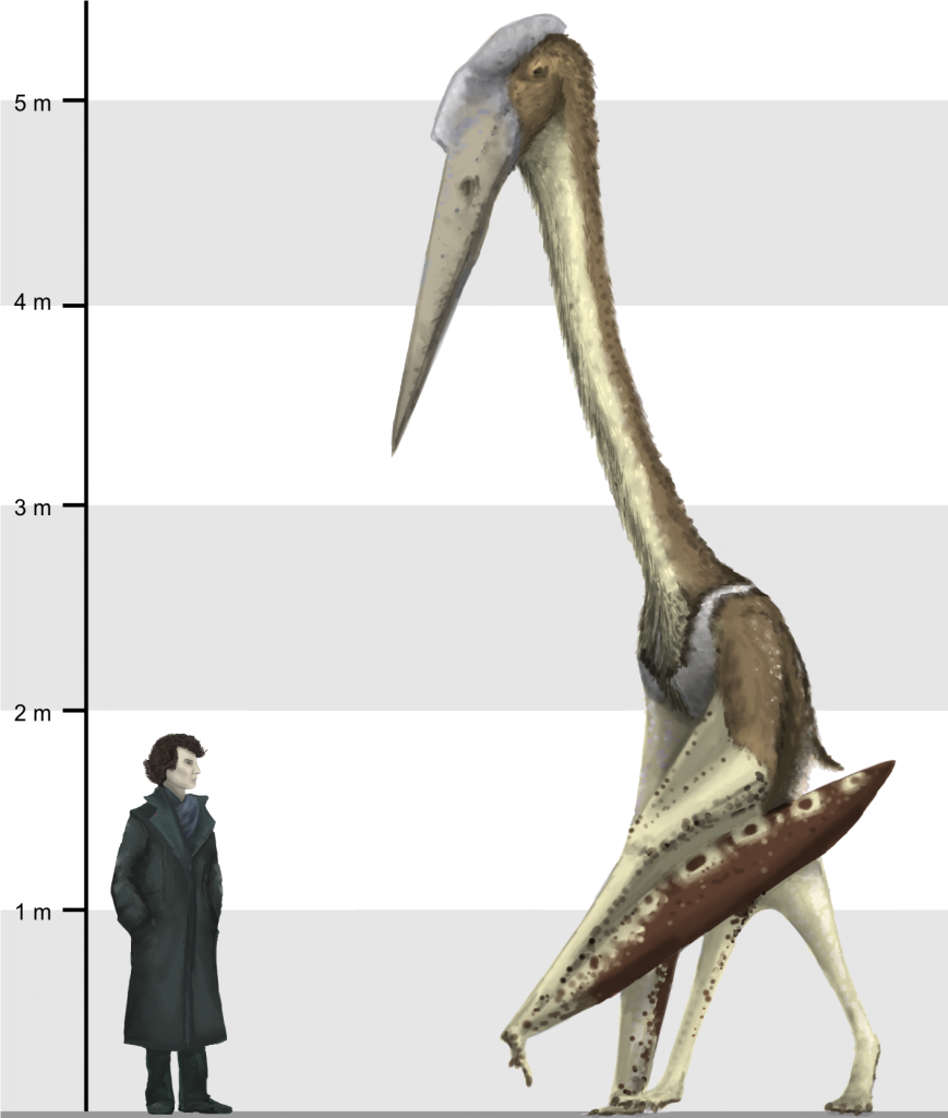 Witton, M. P., & Naish, D. (2015). Azhdarchid pterosaurs: water-trawling pelican mimics or “terrestrial stalkers”?. Acta Palaeontologica Polonica, 60(3), 651-660.